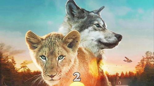 狼与狮子,狼与狮子的生存智慧较量